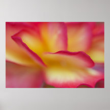 Flower Inferno Print