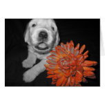 Flower Penny Card