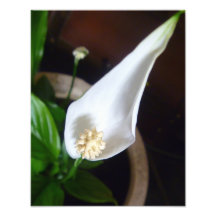 Flower Photo