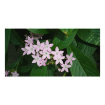 Flower Photocard Photo Card