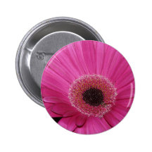 flower,pink gerber daisy