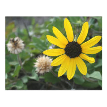 Flower Post Card
