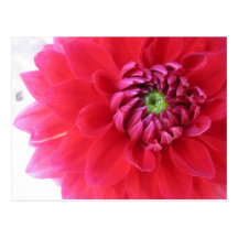flower postcard