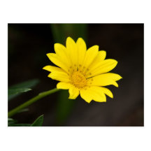 Flower Postcards