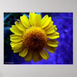 Flower Poster