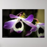 Flower Posteres