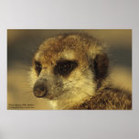 Flower Poster - Royal Whiskers Collection