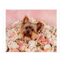 Flower pup postcards