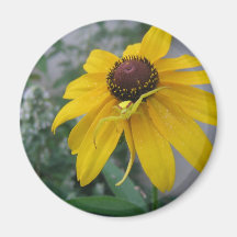 Flower with Spider Magnet