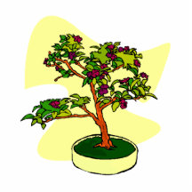 Flowering Bonsai Purple With Background Photo Cut Out