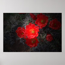 Flowering Cactus, Canvas Print