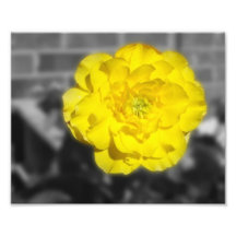 FlowerIV - Yellow Flower On Grey Background Photo