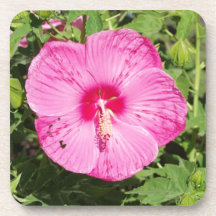 Flowers at the farmers market coaster