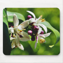 Flowers Blossoms Mouse Pads