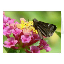Flowers & Butterfly Card