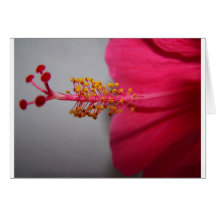 Flowers Card