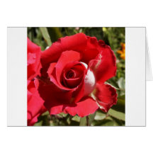 Flowers Greeting Cards