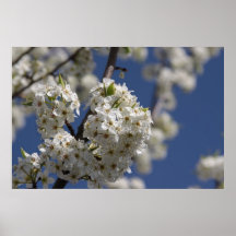 Flowers on a vine poster