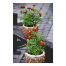 Flowers pots photographic print