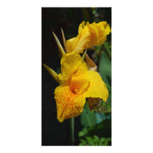 flowers- yellow flowers photo card