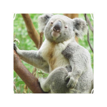 Fluffy Koala Canvas Print