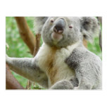 Fluffy Koala  Postcard
