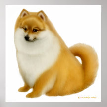Fluffy Pomeranian Dog Print