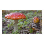 Fly Agaric Toadstool Photographic Print