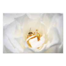 Fly in the Flower Photograph