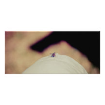 Fly Rack Card Template