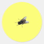 fly round sticker