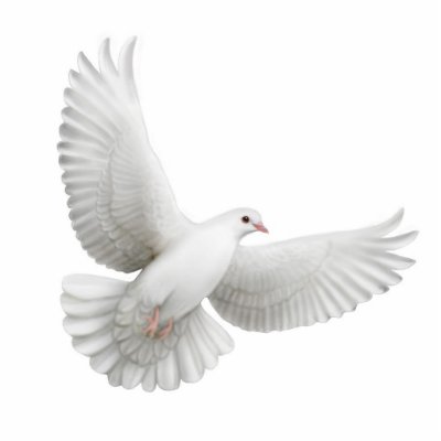 Original fine art design of a white dove on a quality acrylic ornament for