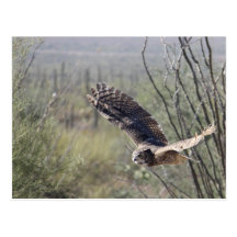 Flying Great Horned Owl Post Cards