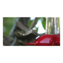 flying hummingbird picture card