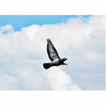 Flying Pigeon On Sky Photo Cut Out