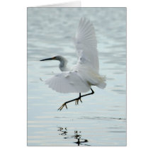 Flying Snowy Egret Cards