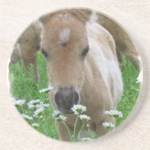 Foal Smelling Daisies Coasters