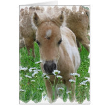 Foal Smelling Daisies Greeting Card