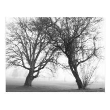 Foggy Trees Black & White Post Cards