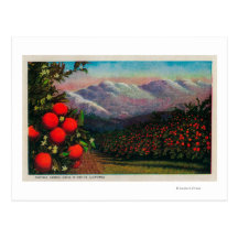 Foothill Orange Grove in the WinterState Post Card