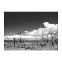 Forest Fire Stretched Canvas Prints