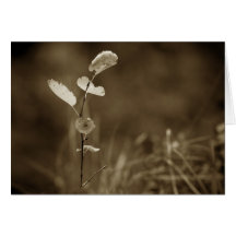 Forest Floor Card