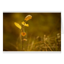 Forest Floor Card