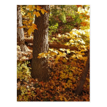 Forest Floor Post Cards