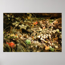 Forest Floor Poster
