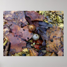 Forest Floor Print