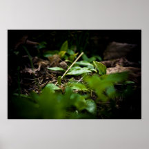 Forest Floor Posters
