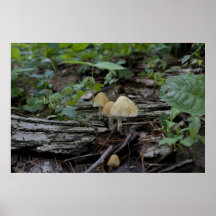 Forest floor print
