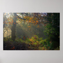 Forest Glen Poster