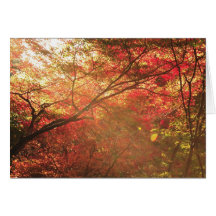 Forest in Kyoto Greeting Cards